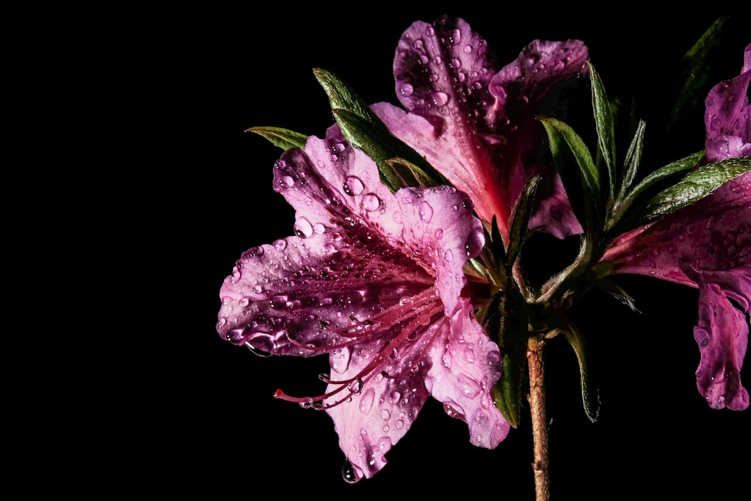 purple flower with black background