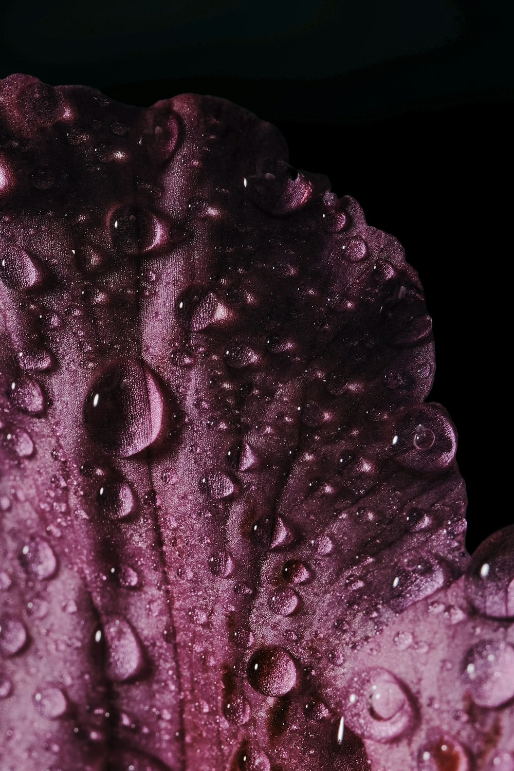 water droplets on purple rose
