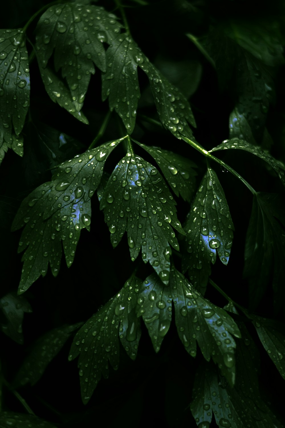 water droplets on green leaves