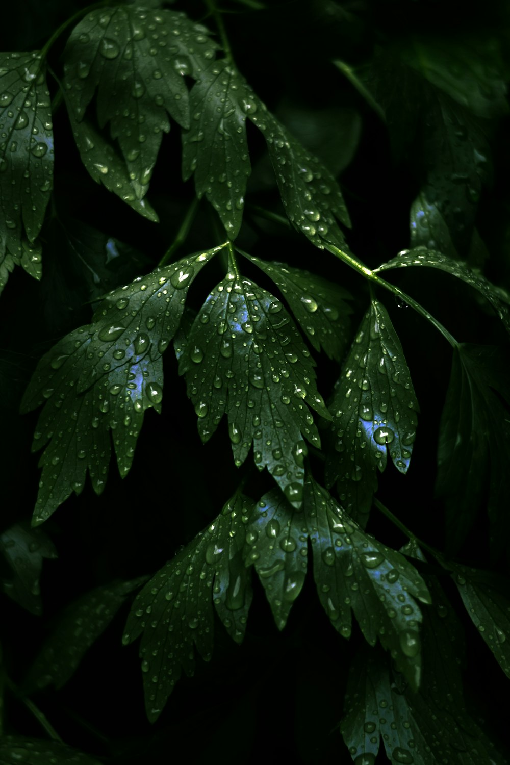 1000+ Green Leaf Pictures  Download Free Images on Unsplash
