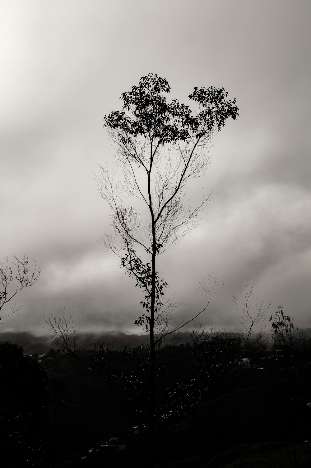 silhouette d’arbres sous un ciel nuageux pendant la journée