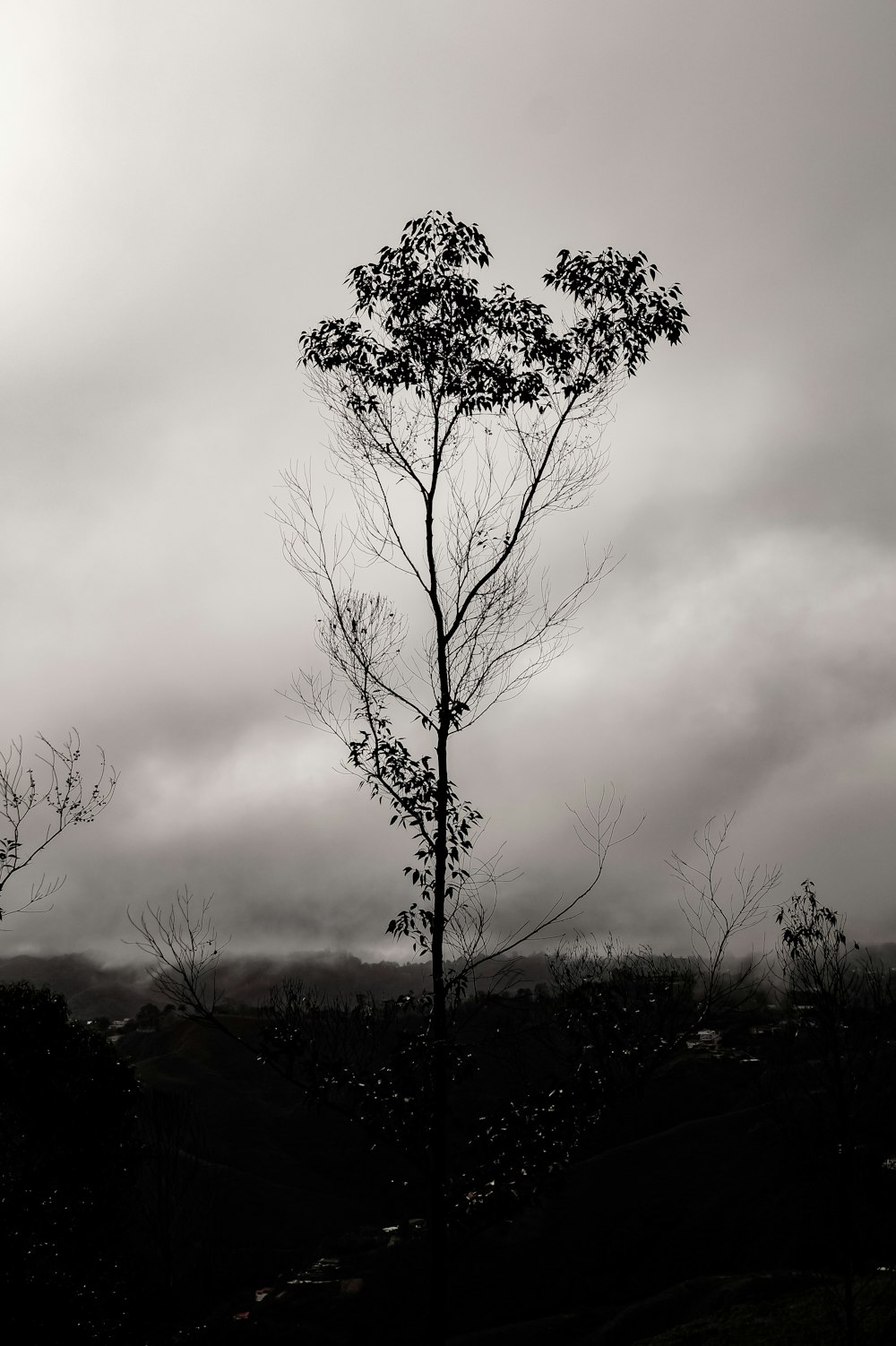 silhouette of trees under cloudy sky during daytime