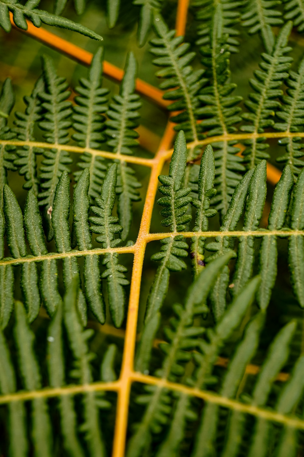 green fern plant in close up photography