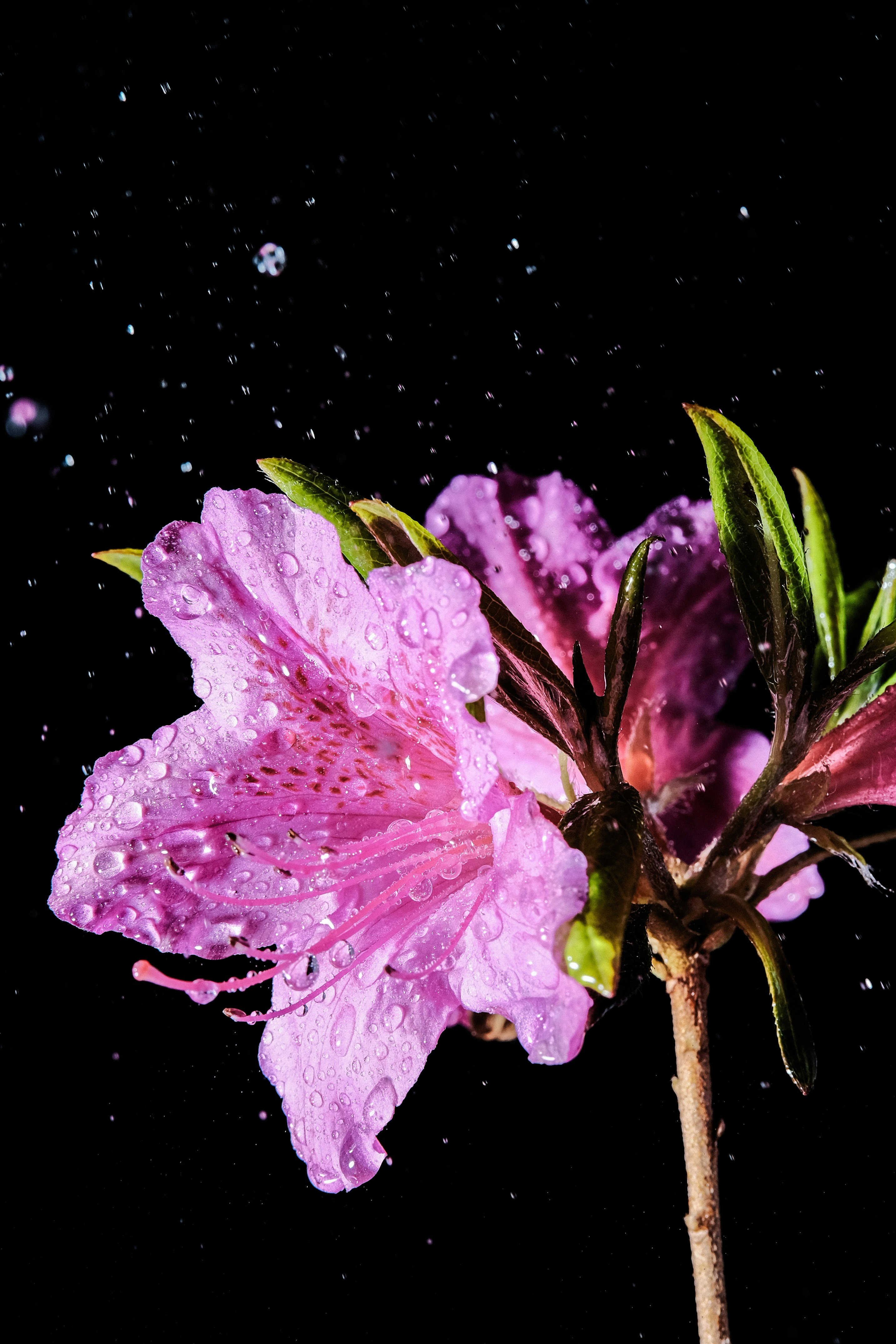 水滴のある紫色の花