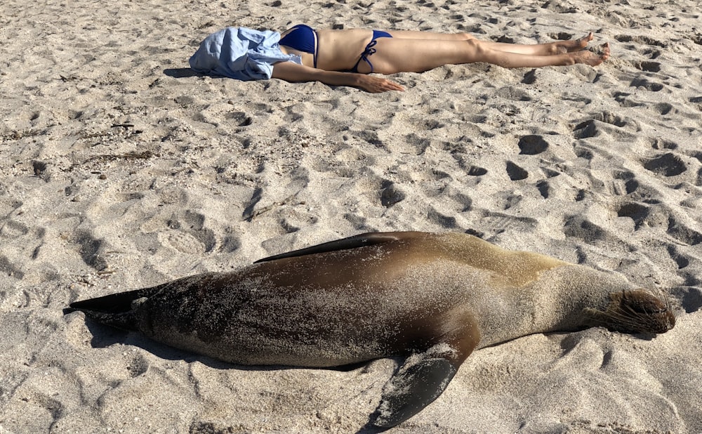 woman in blue bikini lying on beach sand during daytime