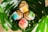Three wooden soap dishes are nestled within large green leaves. Each dish holds a brightly colored soap package with labels in shades of blue, yellow, red, and green.