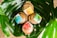 Three wooden soap dishes are nestled within large green leaves. Each dish holds a brightly colored soap package with labels in shades of blue, yellow, red, and green.
