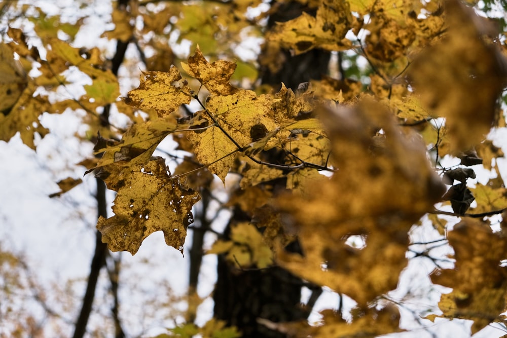 yellow leaves on tree branch during daytime