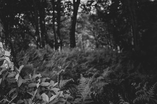 A black and white photograph of a dense forest with tall trees in the background and foliage, including ferns and leafy shrubs, in the foreground. The scene is shaded with a soft light filtering through the tree canopy.