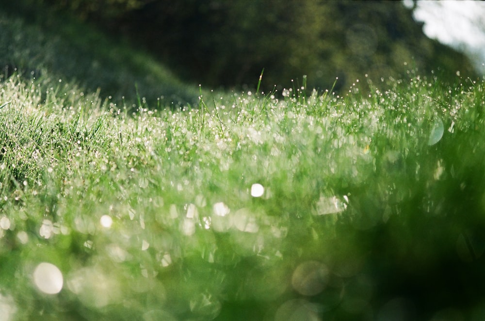 green grass field during daytime