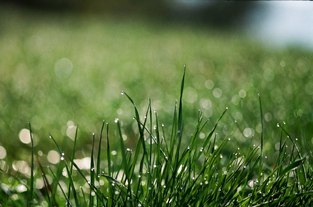 green grass with water droplets