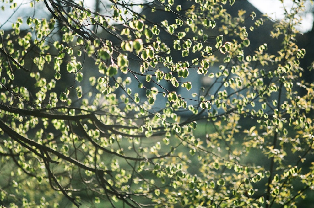 green leaf tree during daytime