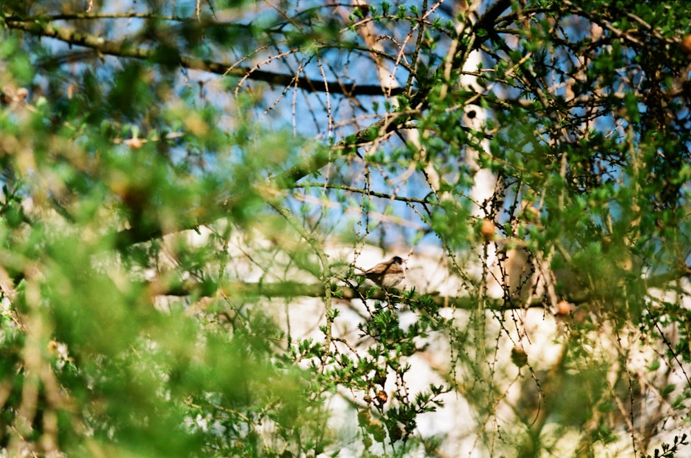 white flowers in tilt shift lens