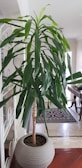 A tall indoor plant with long green leaves stands in a spherical, textured pot. It is situated in a well-lit room with a tiled floor and light-colored walls. Part of an ornate white room divider and a wooden table with carved legs is visible in the background.