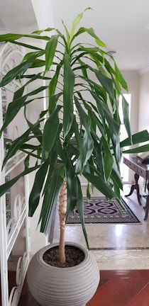 A tall indoor plant with long green leaves stands in a spherical, textured pot. It is situated in a well-lit room with a tiled floor and light-colored walls. Part of an ornate white room divider and a wooden table with carved legs is visible in the background.