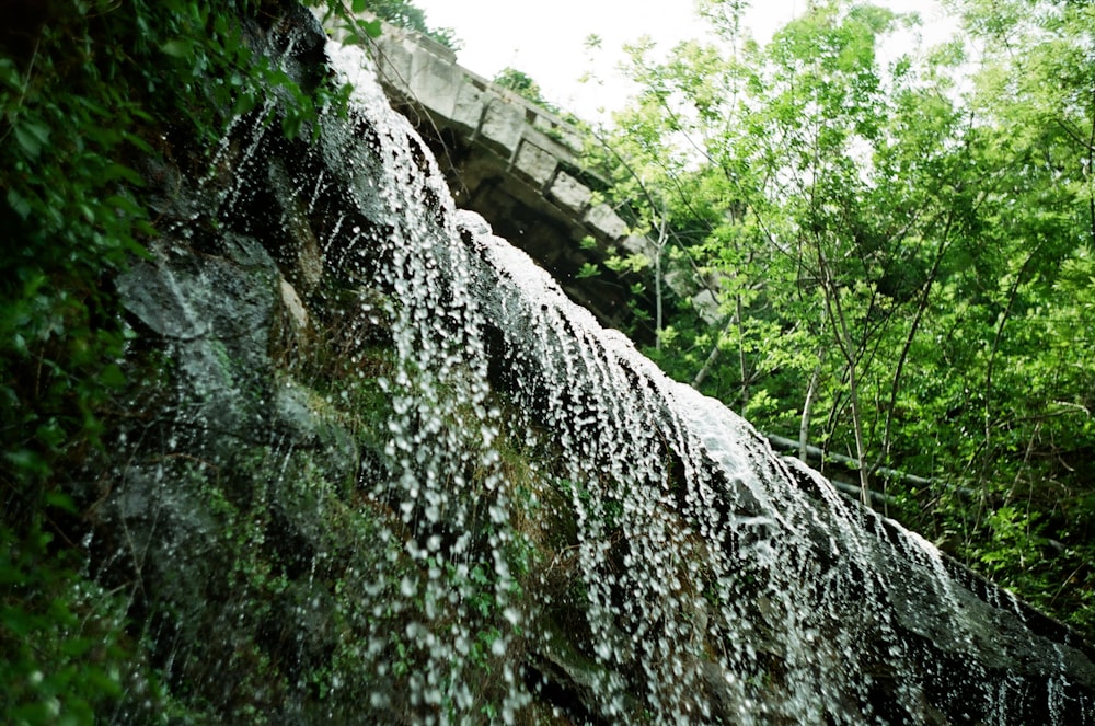 water falls in the middle of green trees