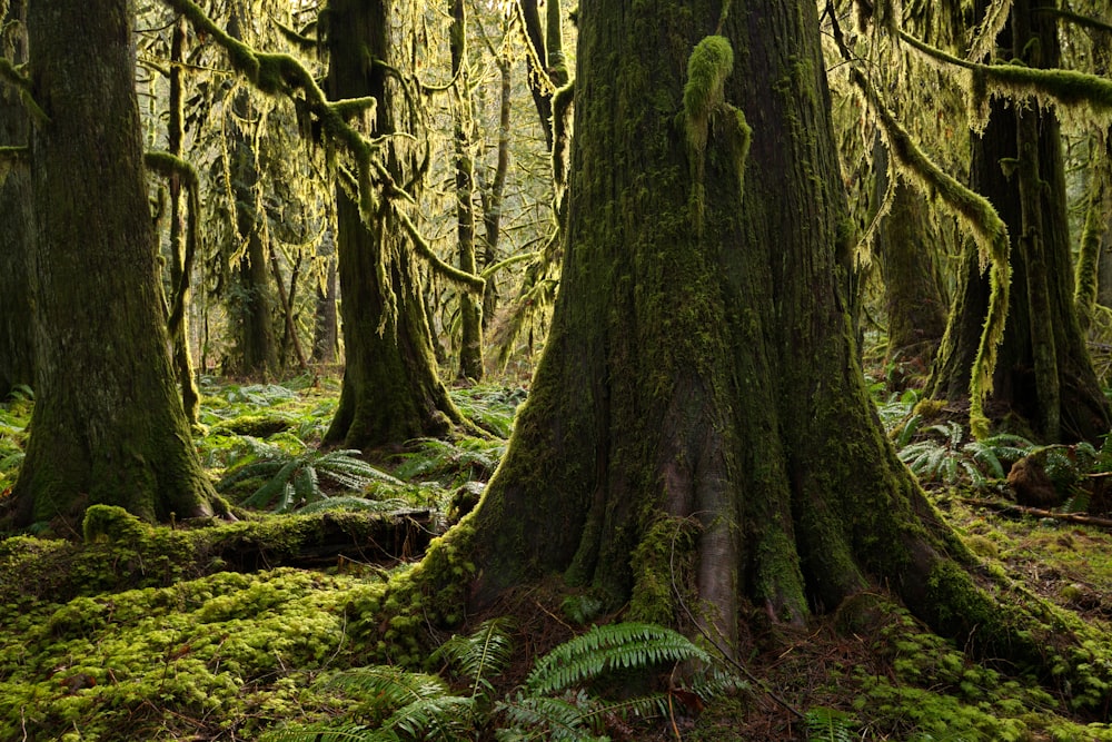 green moss on brown tree trunk