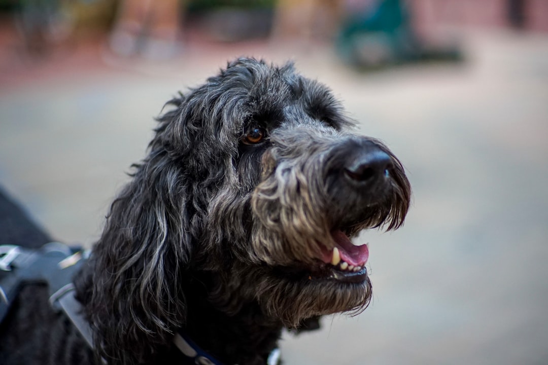 black long coat small dog