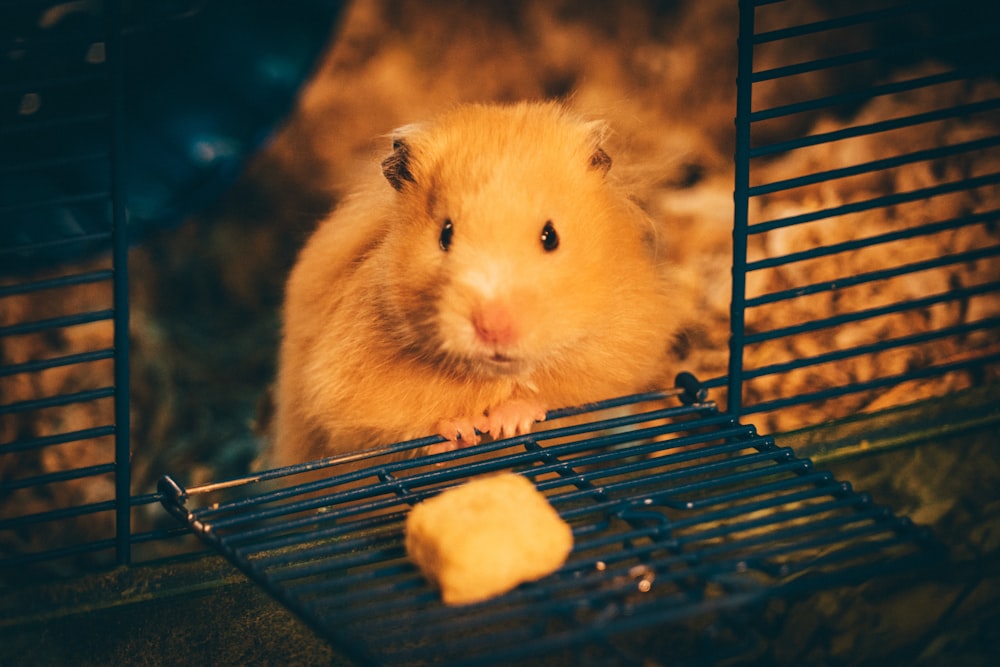 Gelber Hamster im blauen Käfig