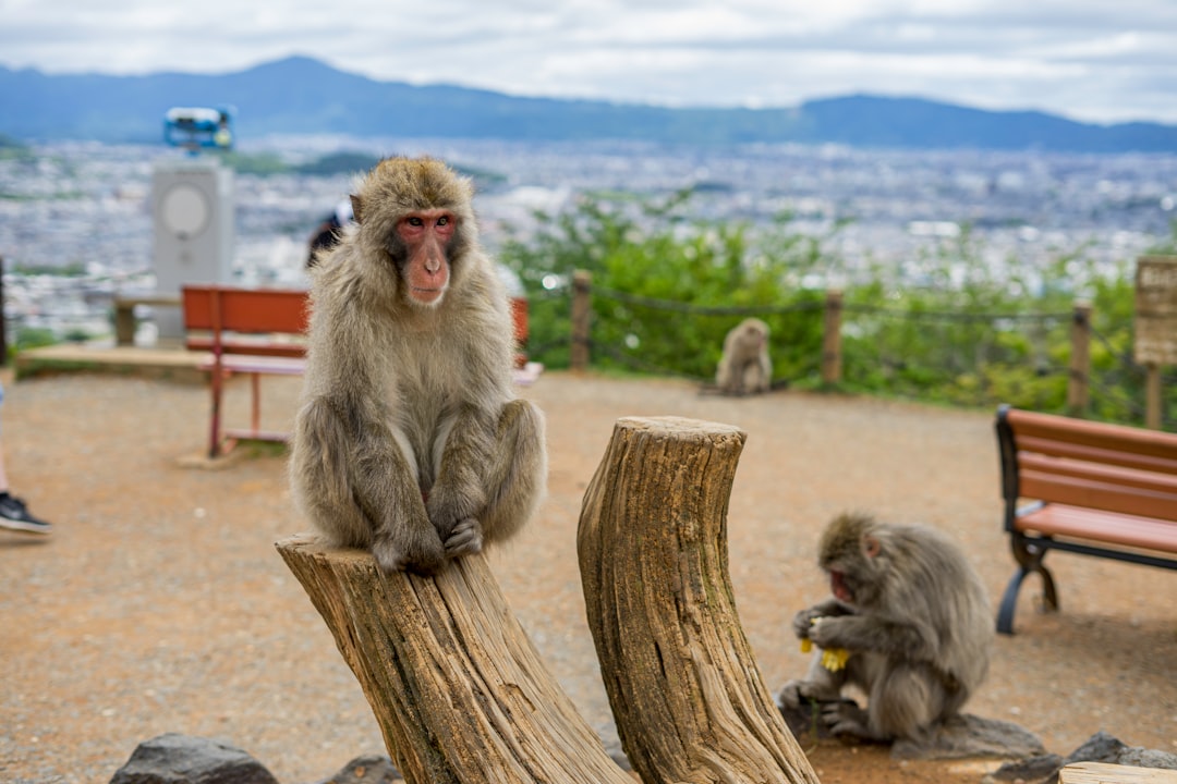 Wildlife photo spot Kyoto Mount Rokkō