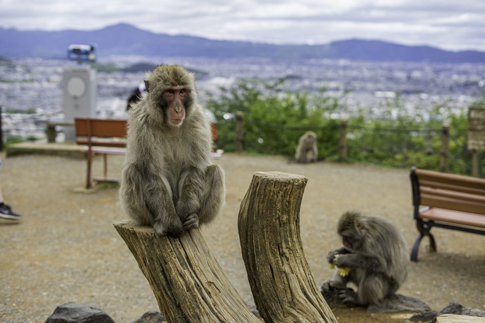 monkey sitting on brown wooden post during daytime