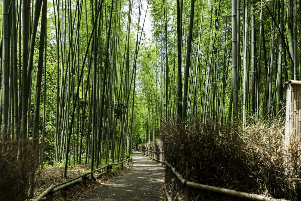 森の中の茶色の木製の橋