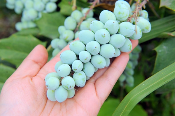 Hands holding a bunch of ripe grapes with green leaves in the background.