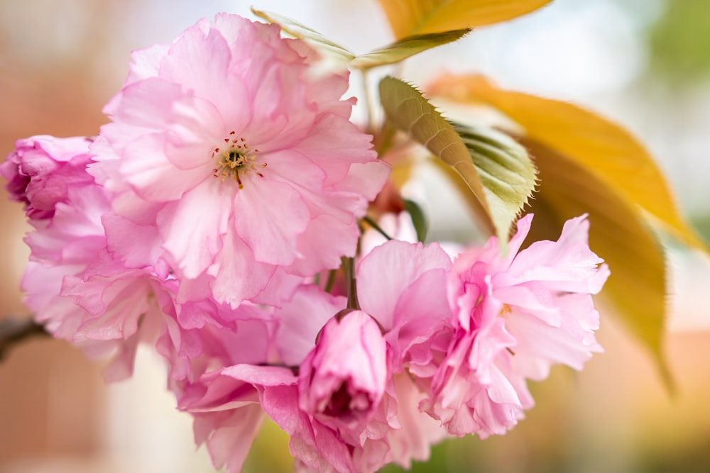 pink flower in macro shot