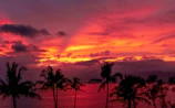 Vibrant sunset background with tropical palm leaves and waves.
