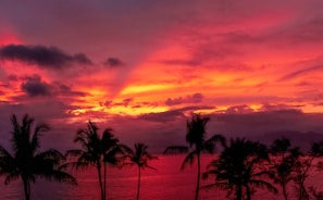 Vibrant sunset casting warm hues over palm trees and calm ocean waves.