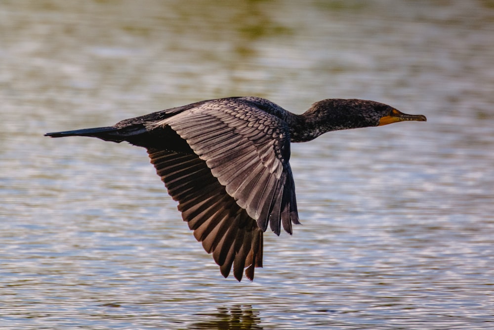 oiseau noir et blanc volant au-dessus d’un plan d’eau pendant la journée