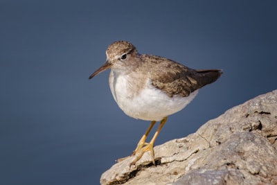 brown and white bird on brown rock