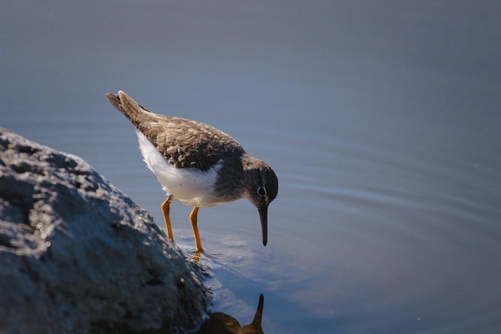 white and brown bird on gray rock