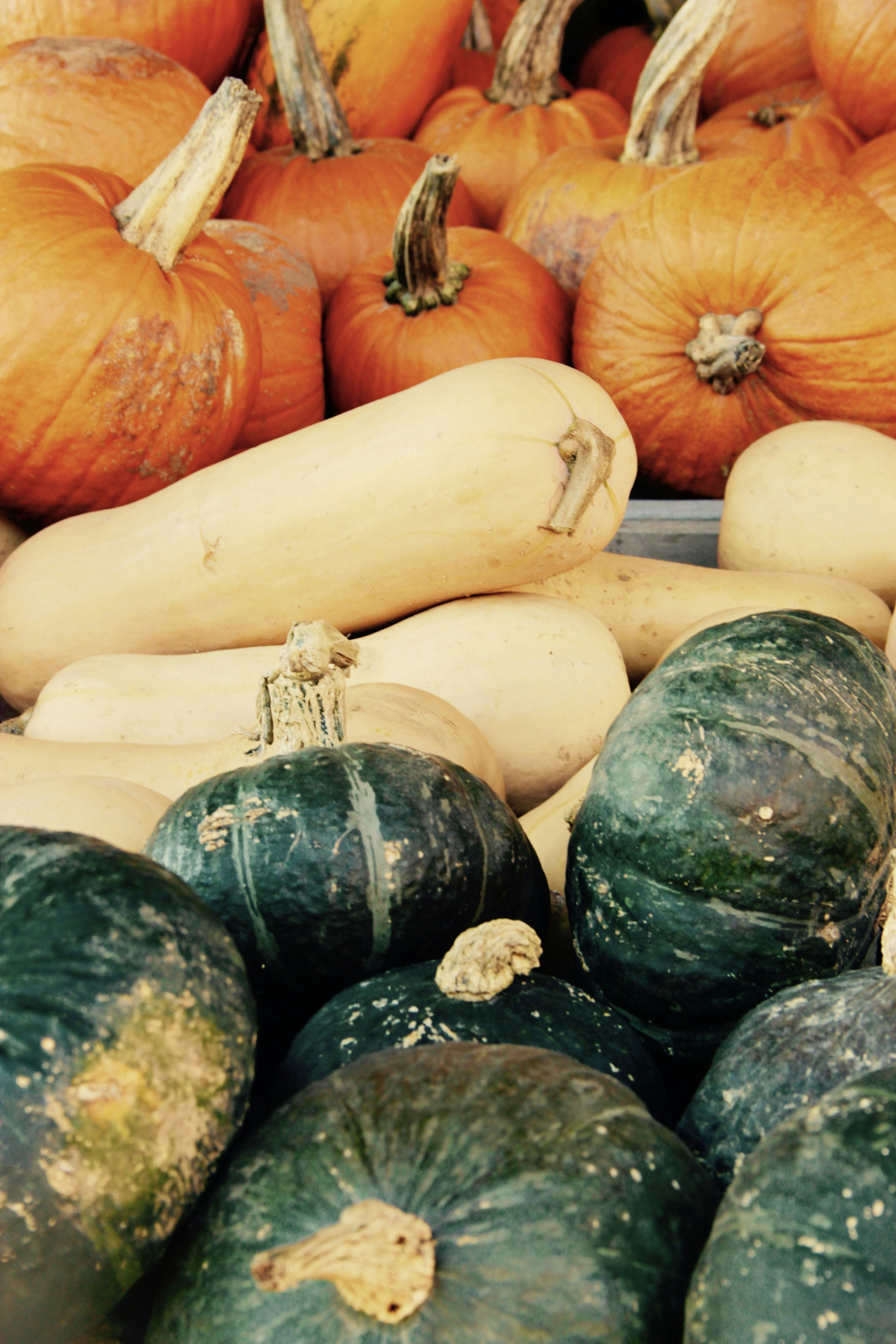 Zucche bianche e verdi sul tavolo di legno bianco