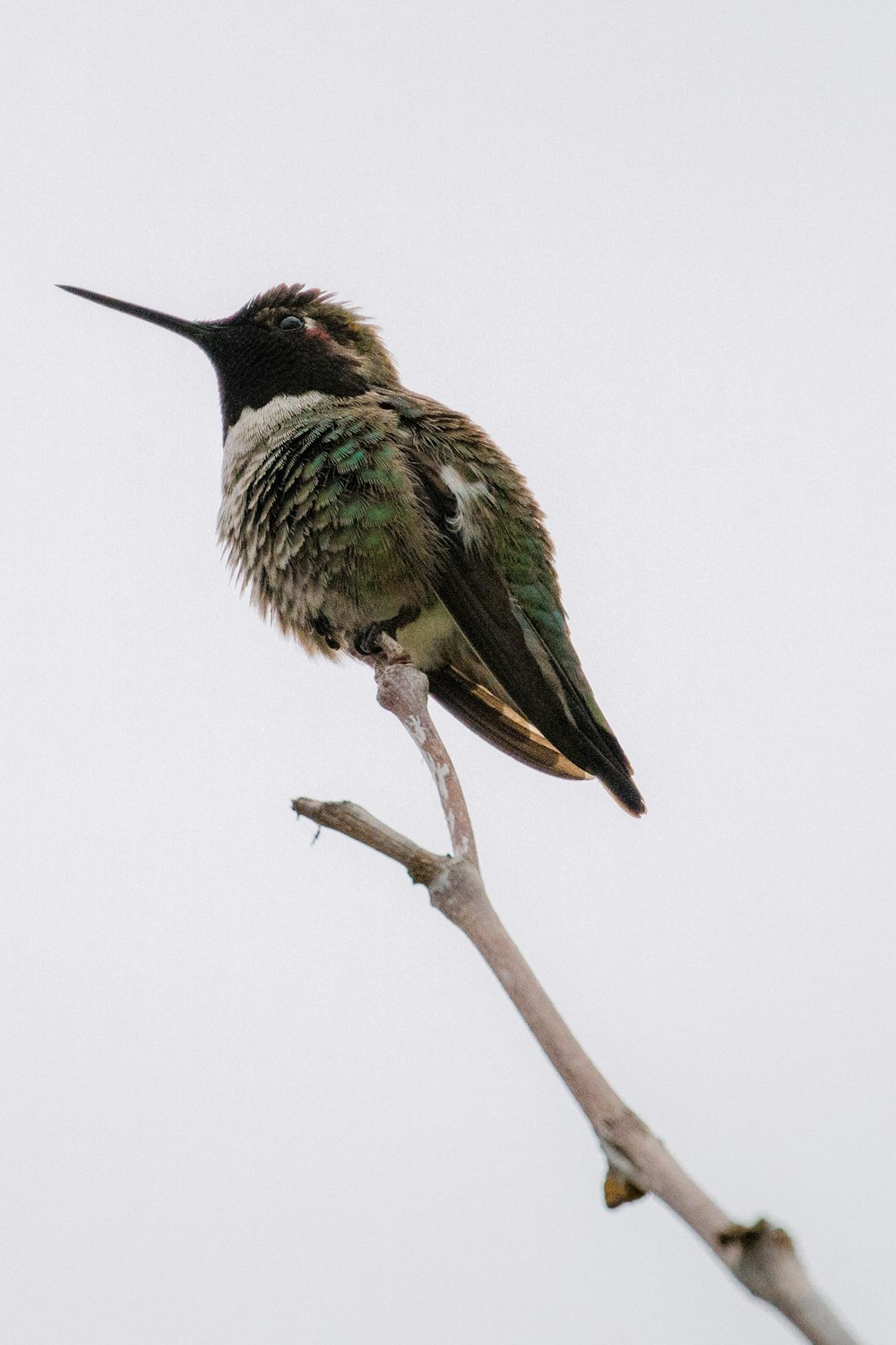 green and black humming bird