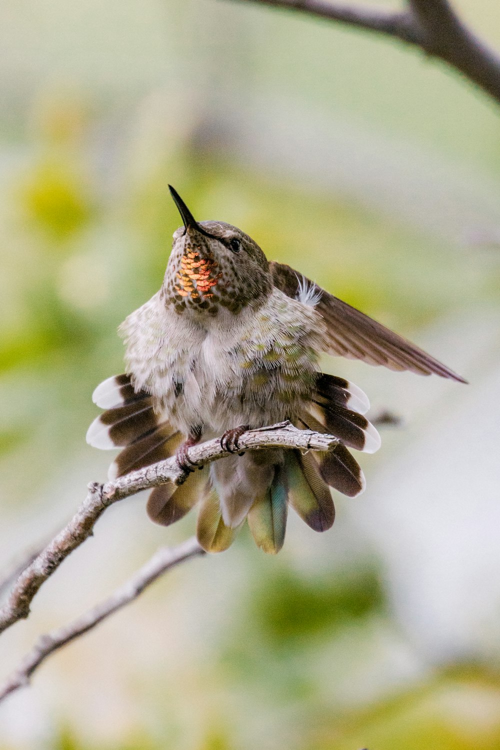 white and black humming bird