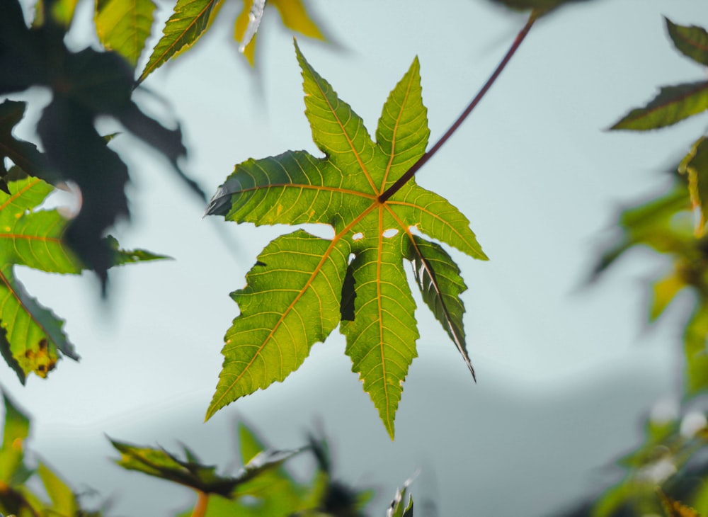 a green leaf is seen through the leaves of a tree