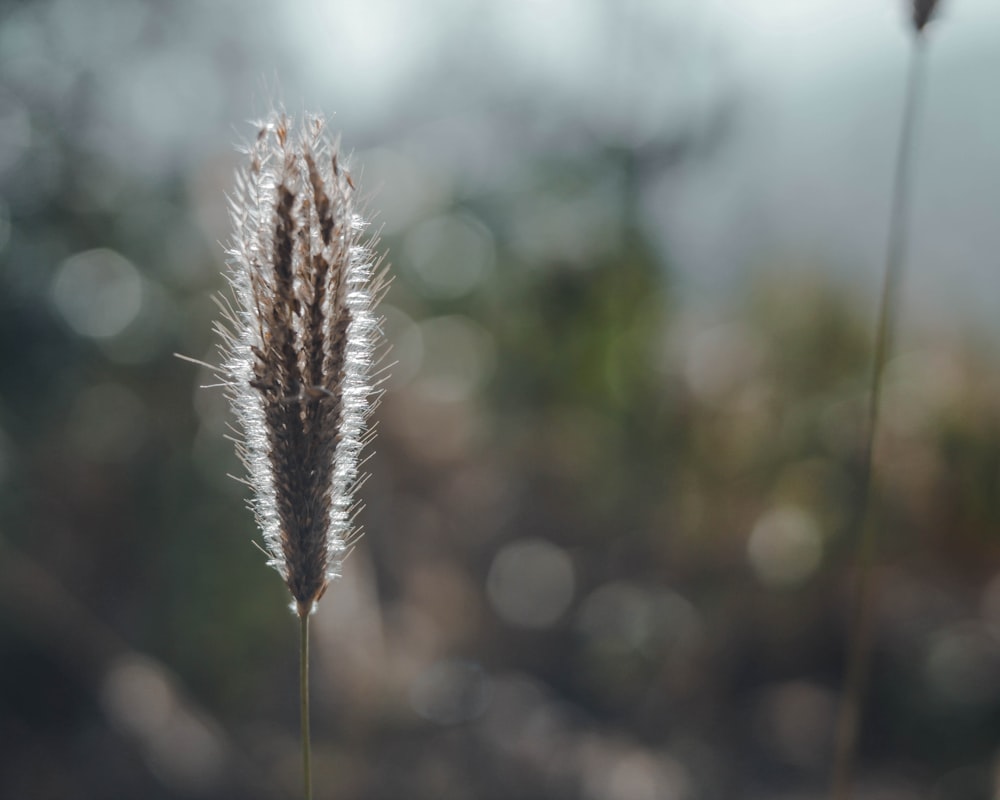 brown and black feather in tilt shift lens