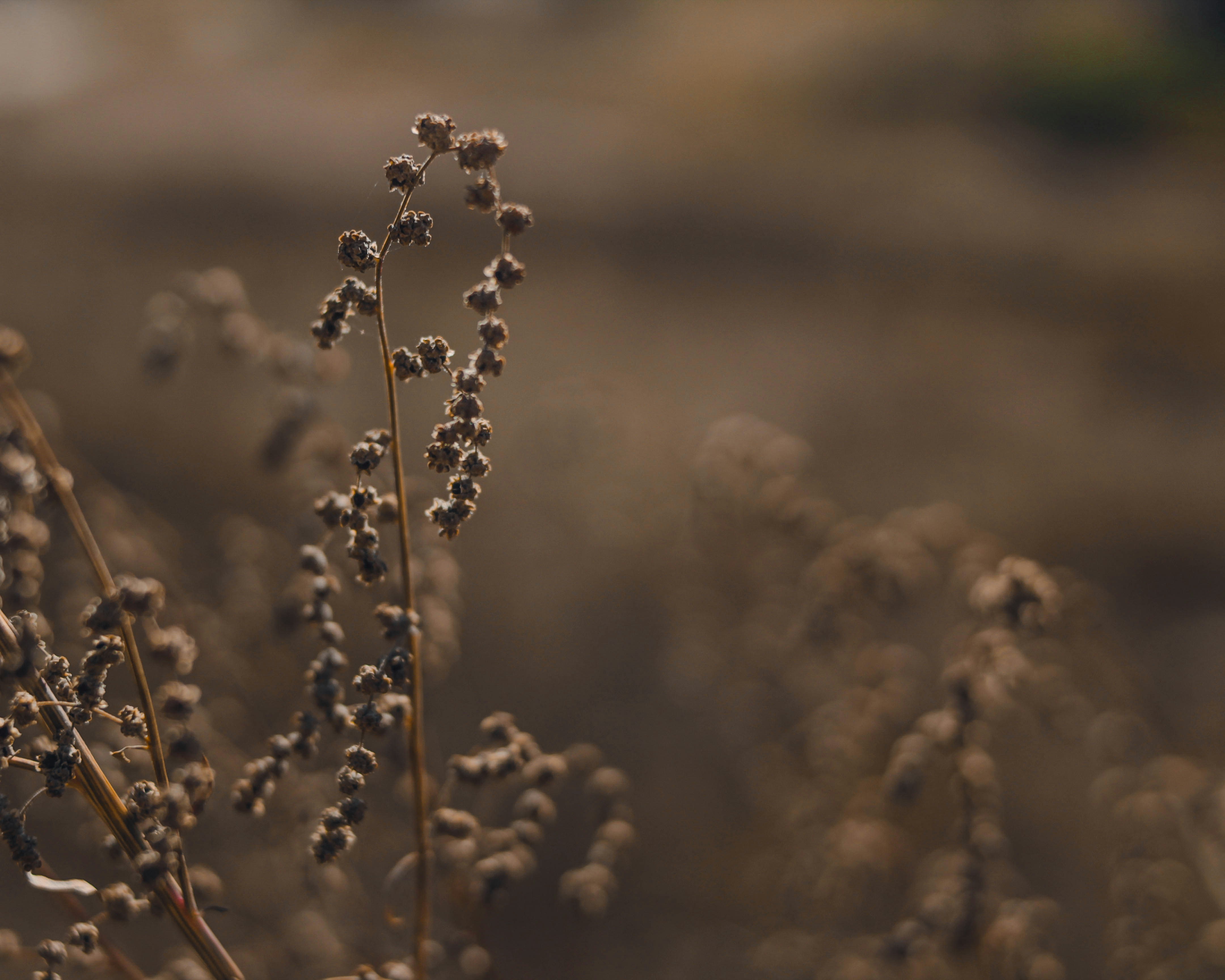 Photo by daniloo