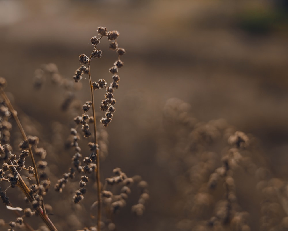 white flower buds in tilt shift lens