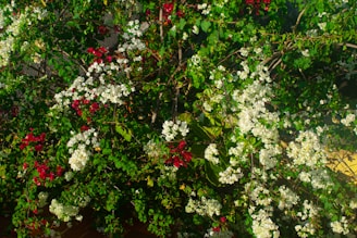A vibrant display of indigenous shrubs and trees.