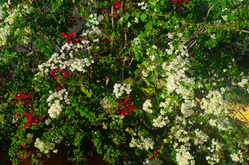 A vibrant display of indigenous shrubs and trees.