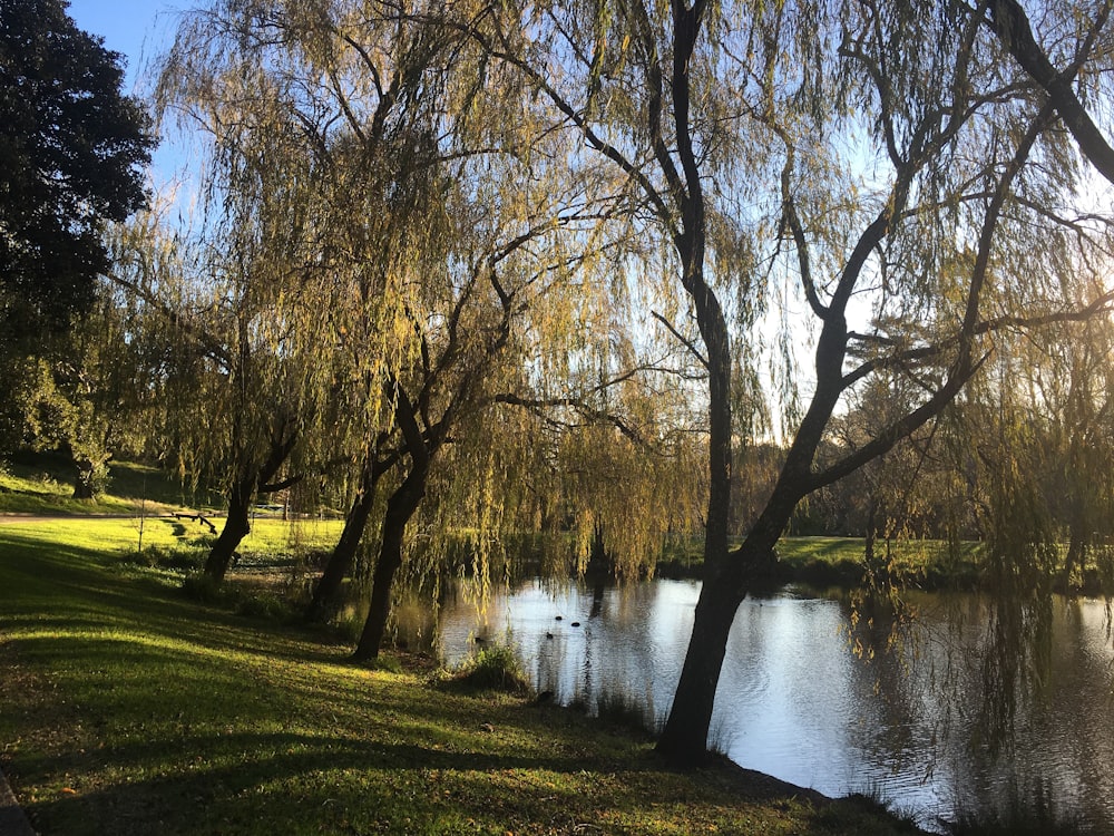 brown trees near river during daytime