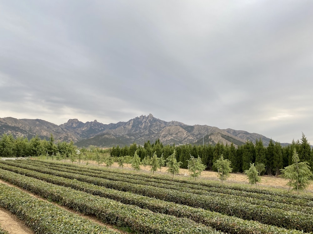 green grass field near green trees and mountains under white clouds and blue sky during daytime