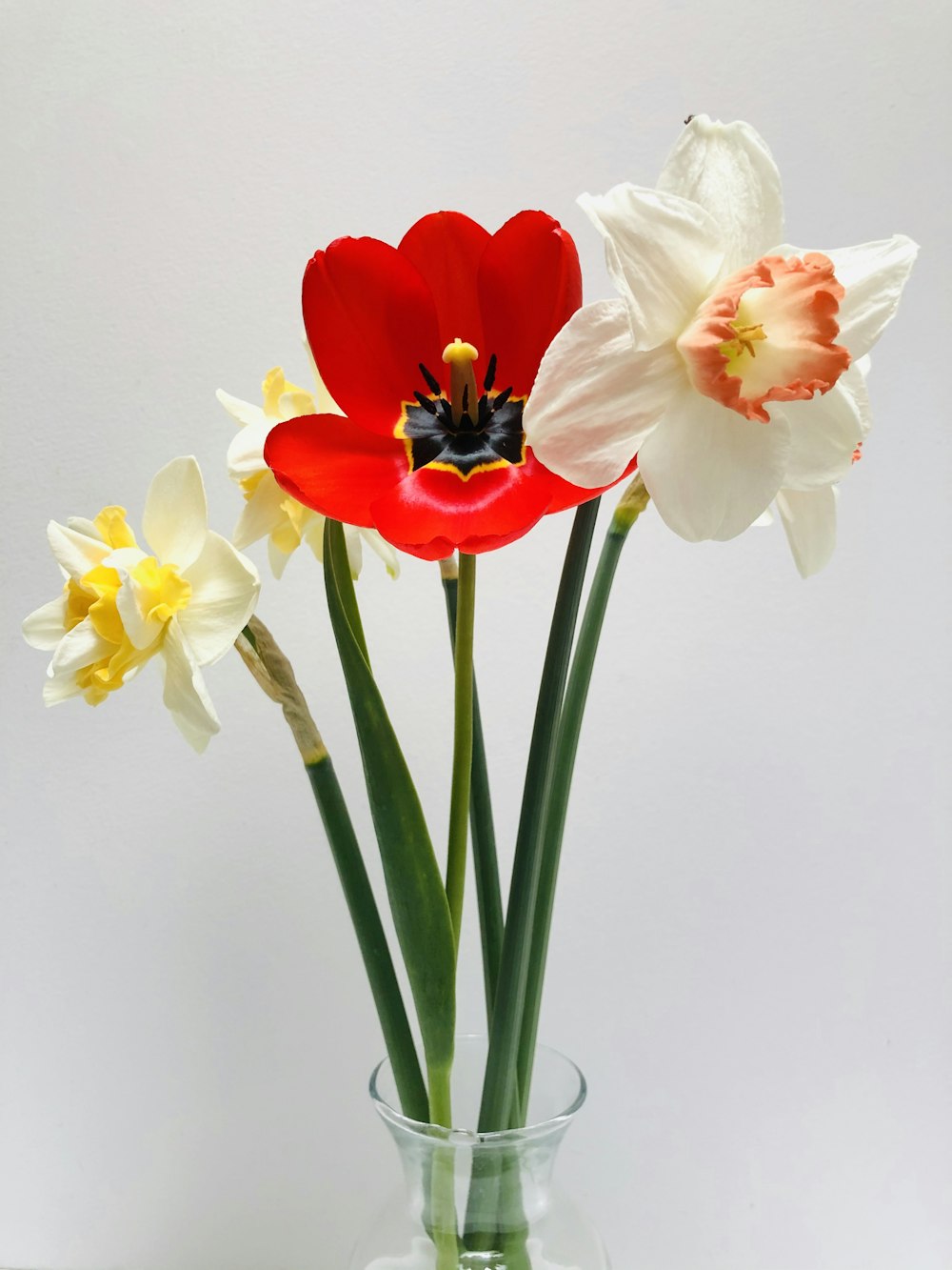 white and red flower on white painted wall