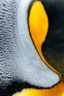 gray yellow and black penguin
