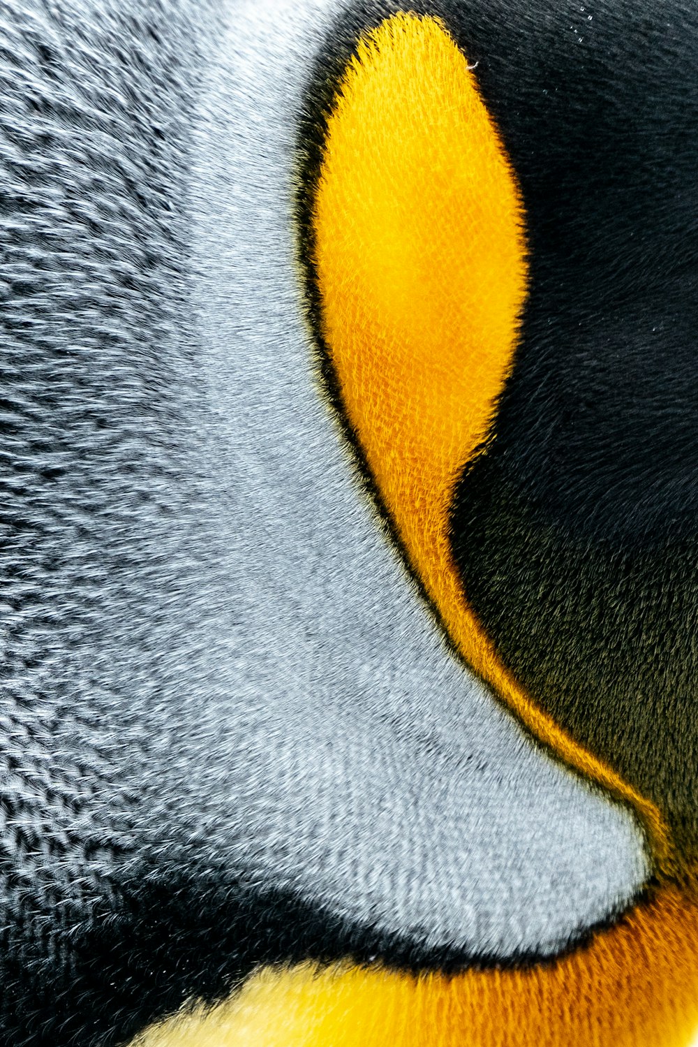 灰色、黄色、黒のペンギン