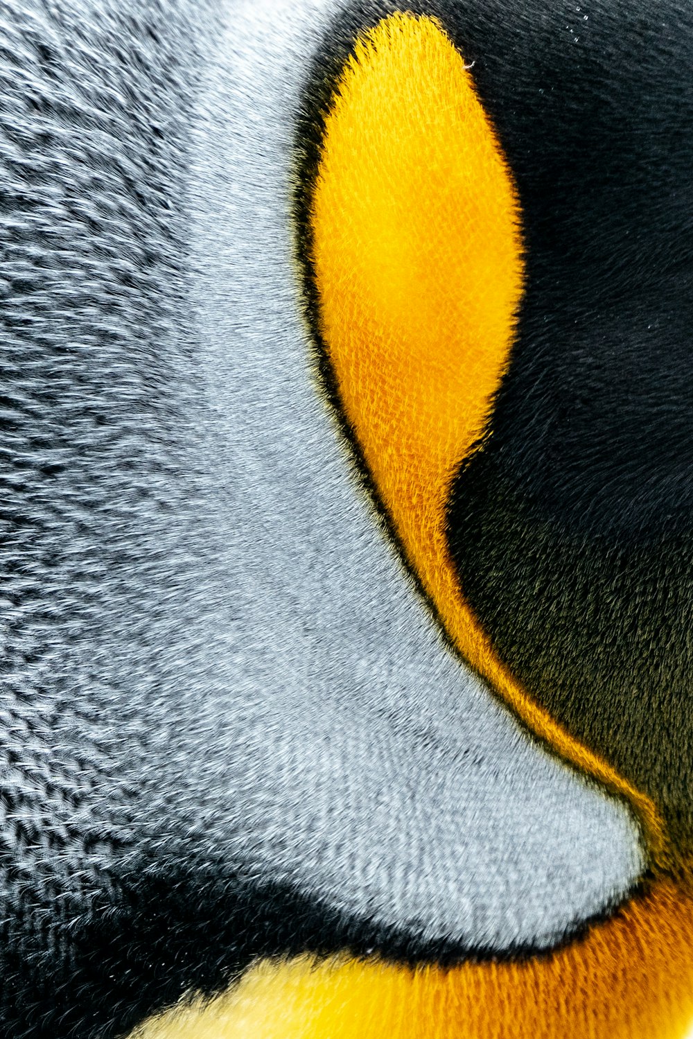 pingüino gris, amarillo y negro