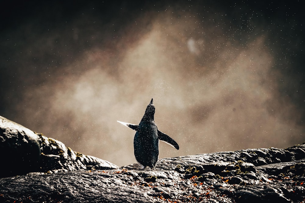 Schwarzer Vogel auf grauem Felsen