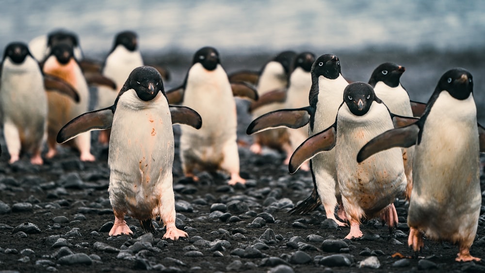 penguins on black sand during daytime
